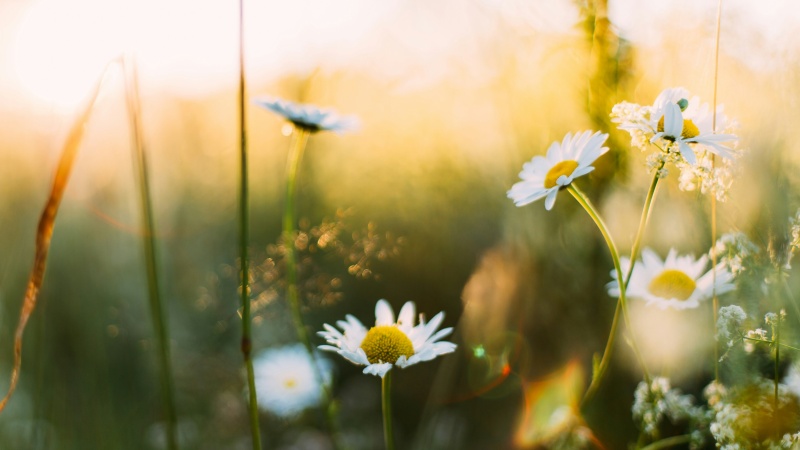 Daysies in grass Cropped